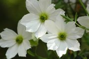 Clematis 'Early Sensation'